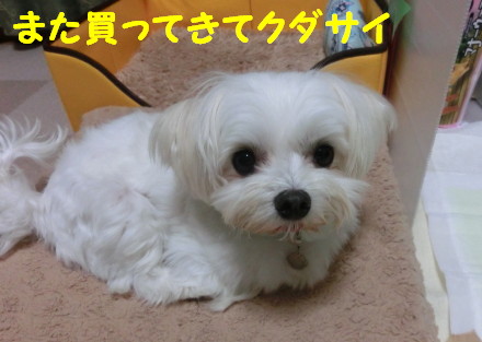 b0193480_15483881.jpg