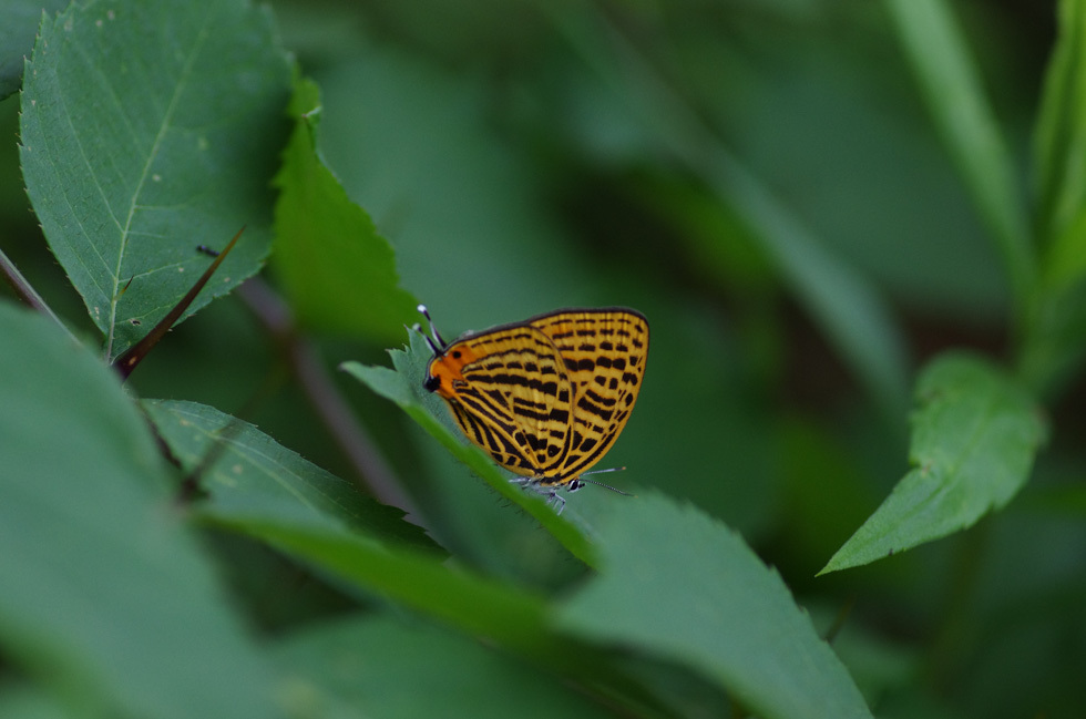 a0338085_23095836.jpg