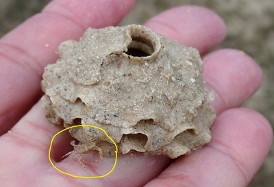 f0338188_12302744.jpg