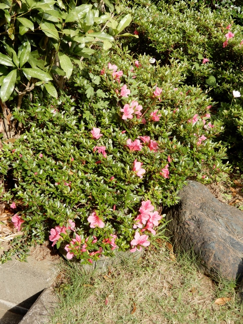 e0025300_20203065.jpg