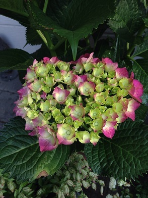 c0046316_21542713.jpg