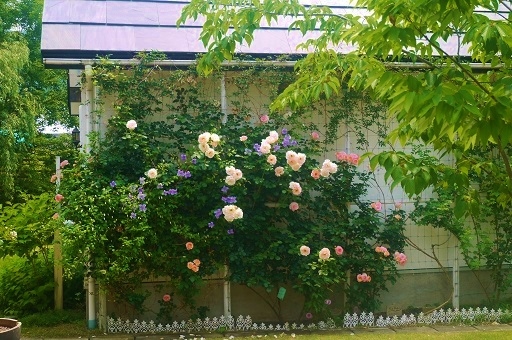 c0204121_20124144.jpg