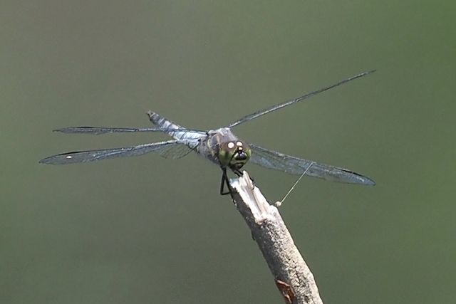 c0369423_13301109.jpg