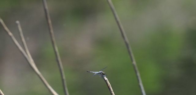 c0369423_13332010.jpg