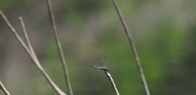 c0369423_13342039.jpg