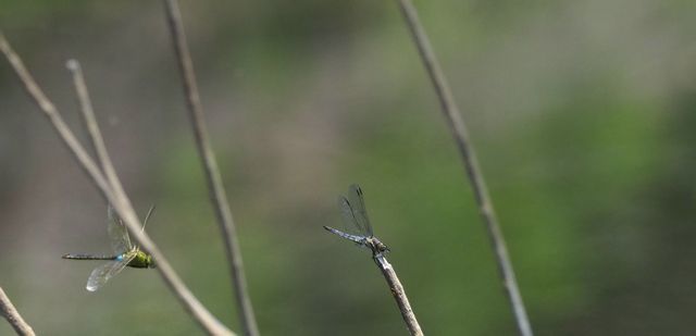 c0369423_13351632.jpg
