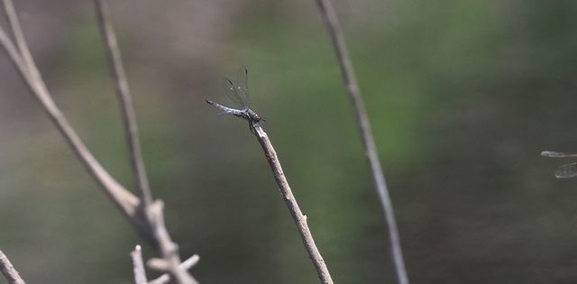 c0369423_13394427.jpg