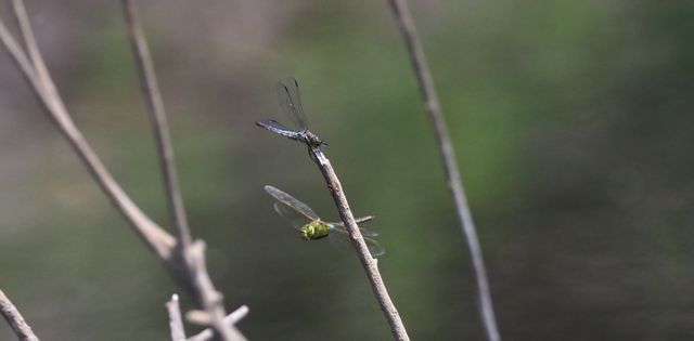 c0369423_13400747.jpg