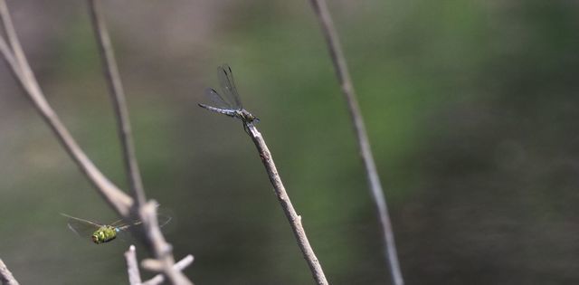 c0369423_13401621.jpg