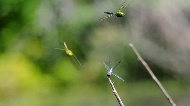 c0369423_13473342.jpg