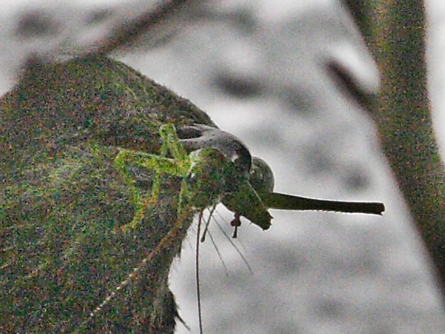 d0181824_15492831.jpg