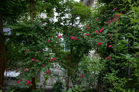 e0335926_23542109.jpg