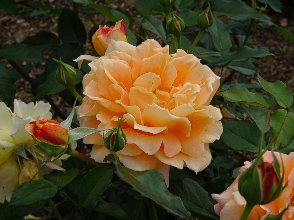 b0299042_22292608.jpg