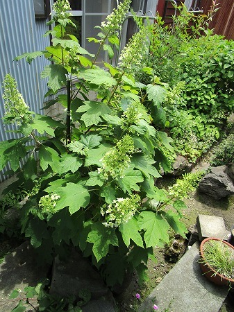 c0327752_14341412.jpg