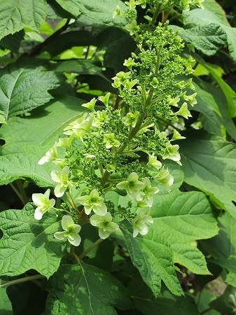 c0327752_14343343.jpg
