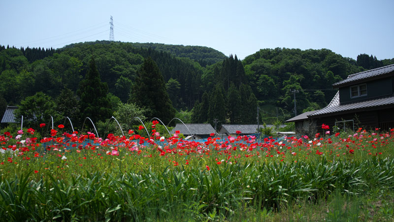 d0342652_1119520.jpg