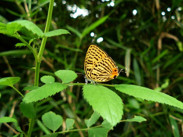 d0019074_1052081.jpg