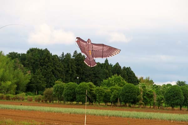 f0147025_20234368.jpg