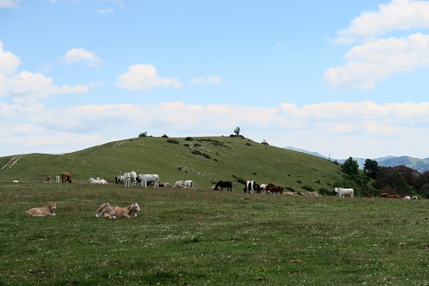 f0234936_5503723.jpg
