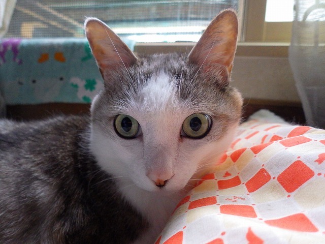 a0337237_15394606.jpg