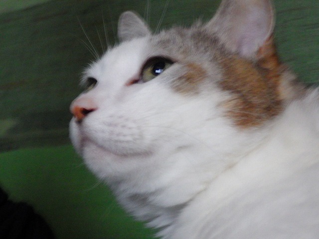 a0337237_15394753.jpg