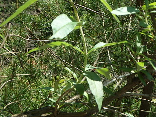f0334143_20125690.jpg