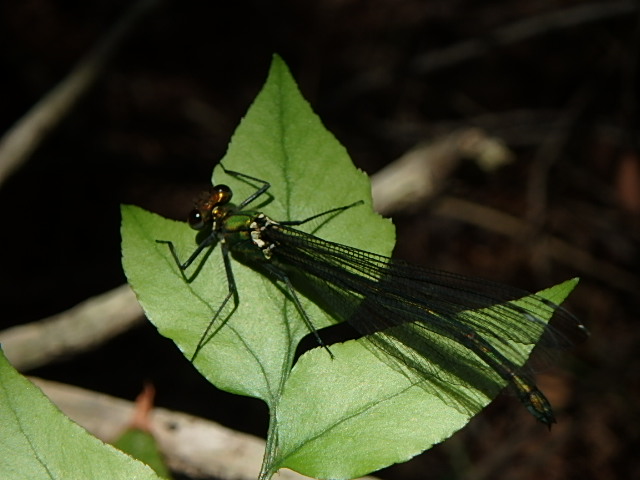 f0334143_20132346.jpg