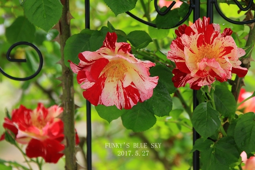 c0145250_10543530.jpg