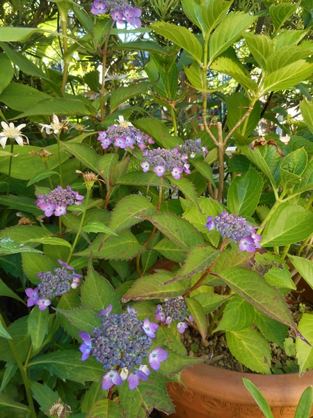 f0366679_2347172.jpg