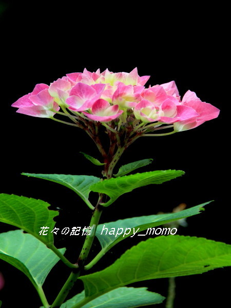 c0357781_21470879.jpg