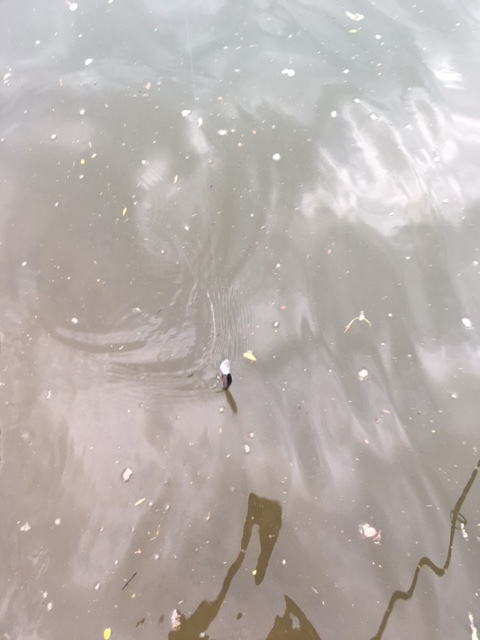 e0192884_11454601.jpg