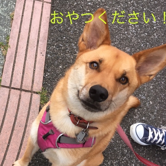 c0123890_20190865.png