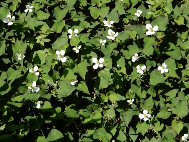 e0025300_20123638.jpg