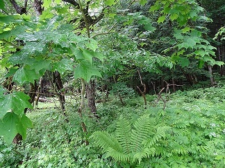 f0360815_14202891.jpg