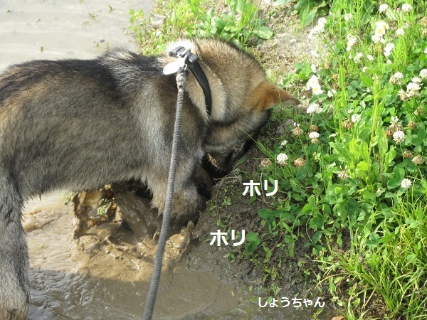 f0143123_10443811.jpg