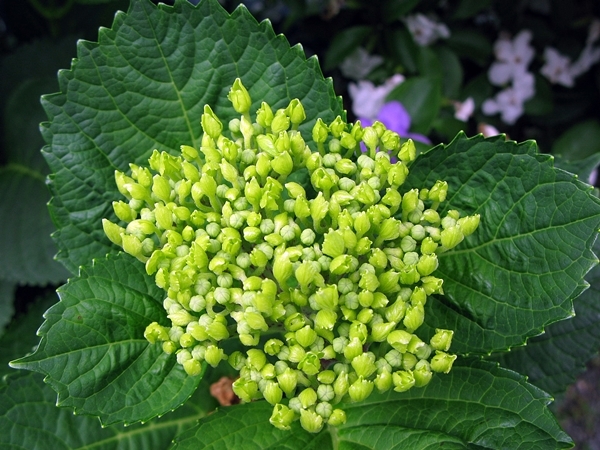 f0129726_21350631.jpg