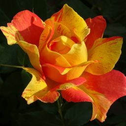 c0191843_16042445.jpg