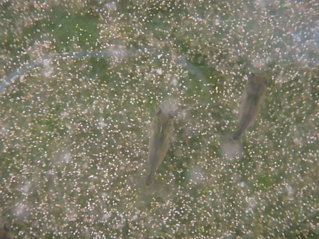 f0334143_8492476.jpg