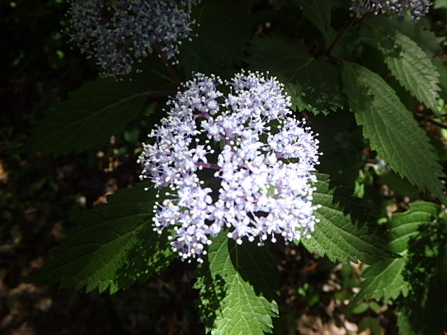f0334143_8521076.jpg