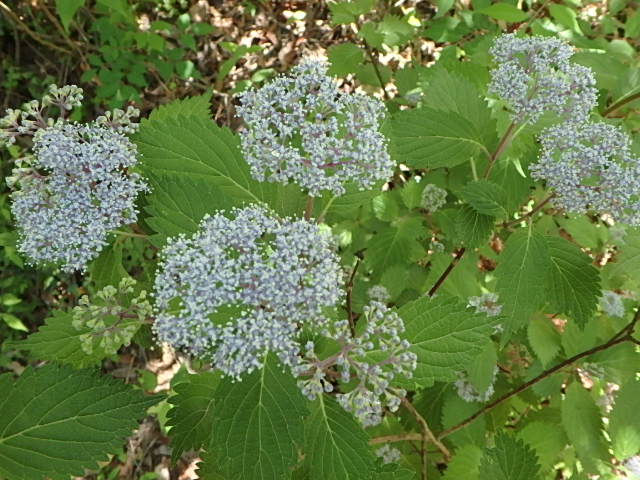 f0334143_8522715.jpg