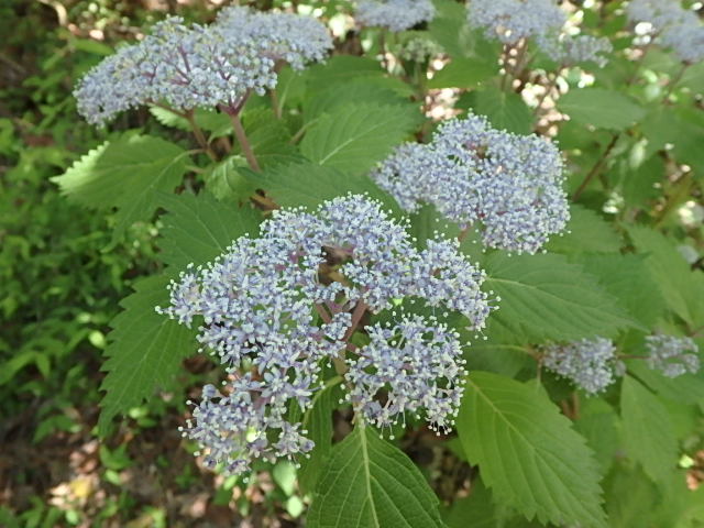 f0334143_8532527.jpg