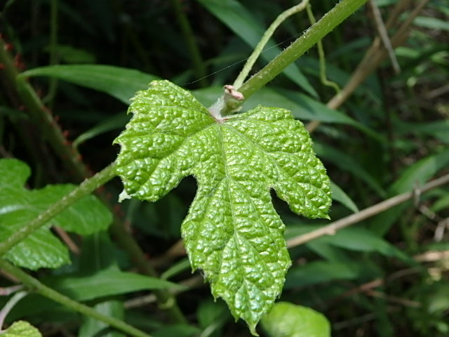 f0334143_8571126.jpg