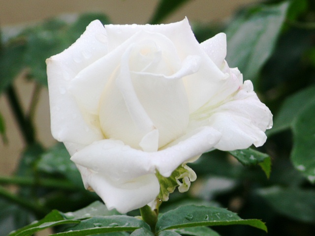 b0289649_921630.jpg