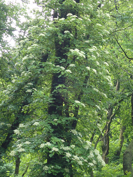 f0214649_02341356.jpg