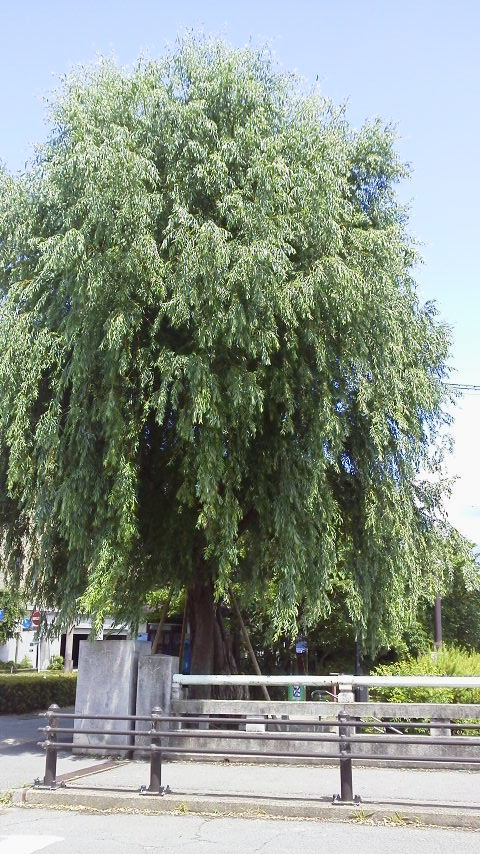 e0036151_23232742.jpg