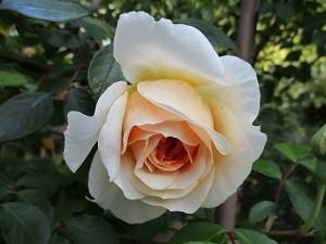 a0053480_14391095.jpg