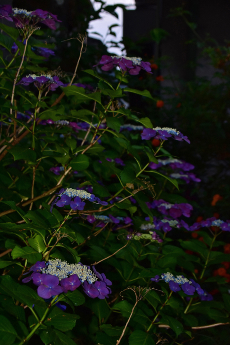 c0049299_22353366.jpg