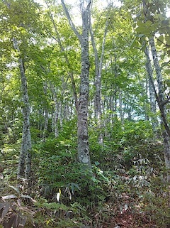 c0359615_21391482.jpg