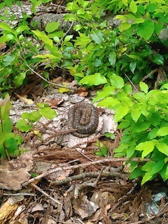 c0359615_21392711.jpg