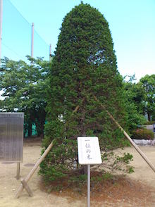 d0106518_19561496.jpg